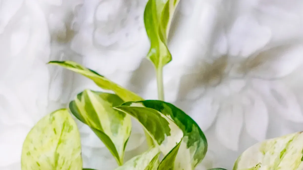 Eco-Friendly and Non-Toxic Options